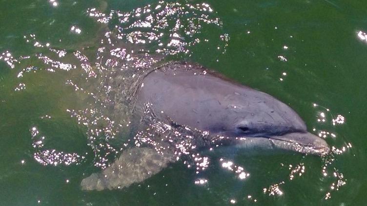 Hilton Head Dolphin Tours on A Live One